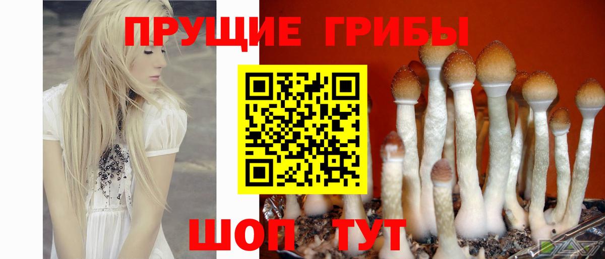 цены наркотик  Вход с VPN  Псилоцибиновые грибы мухоморы  Зеленодольск  Псилоцибиновые грибы Psilocybe 